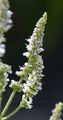 Round-Leaved Mint - Mentha suaveolens Ehrh.