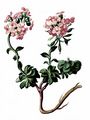 Round-Leaved Penny-Cress - Noccaea rotundifolia (L.) Moench