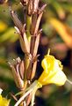 Evening Primrose - Oenothera biennis agg. 