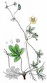 Kriechendes Fingerkraut - Potentilla reptans L.
