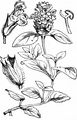 Selfheal - Prunella vulgaris L.