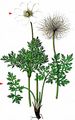 Alpine Anemone - Pulsatilla alpina (L.) Delarbre