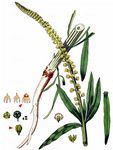 Färber-Wau - Reseda luteola L. 