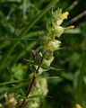 Late-Flowering Yellow Rattle - Rhinanthus angustifolius C. C. Gmel. 