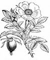 Sweet-Briar - Rosa rubiginosa L.