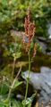 Berg-Sauerampfer - Rumex arifolius All.