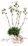 Blaugrüner Steinbrech - Saxifraga caesia L. 