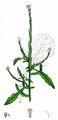 Hedge Mustard - Sisymbrium officinale (L.) Scop.