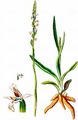Summer Lady's-Tresses - Spiranthes aestivalis (Poir.) Rich.