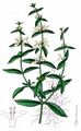 Aufrechter Ziest - Stachys recta L.