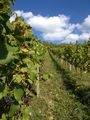 Grape-Vine - Vitis vinifera L.