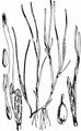 Dwarf Eelgrass - Zostera noltii Hornem.