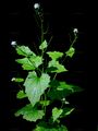Garlic Mustard - Alliaria petiolata (M. Bieb.) Cavara & Grande