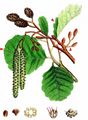 Alder - Alnus glutinosa (L.) Gaertn.