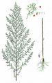 Redstem Wormwood - Artemisia scoparia Waldst. & Kit.