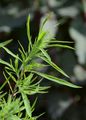 Summer-Cypress - Bassia scoparia (L.) A. J. Scott