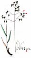 Quaking-Grass - Briza media L.