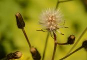 Sumpf-Pippau - Crepis paludosa (L.) Moench