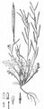 Ruten-Doppelsame - Diplotaxis viminea (L.) DC.
