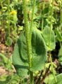 Österreichische Gemswurz - Doronicum austriacum Jacq.