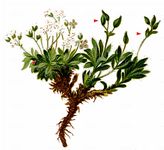Fladnitzer Felsenblümchen - Draba fladnizensis Wulfen 
