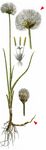 Scheuchzers Wollgras - Eriophorum scheuchzeri Hoppe 