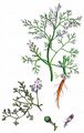 Fine-Leaved Fumitory - Fumaria parviflora Lam.