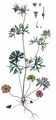Schlitzblättriger Storchschnabel - Geranium dissectum L.