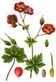 Dusky Crane's-Bill - Geranium phaeum L.