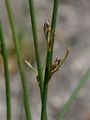 Baltische Binse - Juncus balticus Willd.