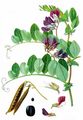 Strand-Platterbse - Lathyrus japonicus Willd.