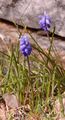 Grape-Hyacinth - Muscari neglectum Guss. ex Ten.