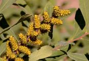 Gewöhnlicher Gagelstrauch - Myrica gale L.