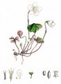 Wood-Sorrel - Oxalis acetosella L.