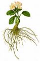 Herzblättriger Hahnenfuß - Ranunculus parnassiifolius L.