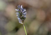 Blue Moor-Grass - Sesleria caerulea (L.) Ard.