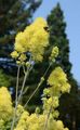 Common Meadow-Rue - Thalictrum flavum L.