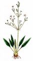 Lanzett-Froschlöffel - Alisma lanceolatum With.