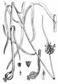 Knoblauch - Allium sativum L.