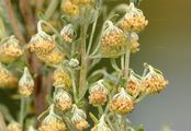 Pontischer Beifuß - Artemisia pontica L.