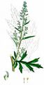 Gewöhnlicher Beifuß - Artemisia vulgaris L.