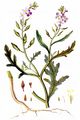 Sea Rocket - Cakile maritima Scop.