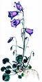 Zwerg-Glockenblume - Campanula cochleariifolia Lam.