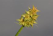 Hain-Segge - Carex cuprina (Heuff.) A. Kern.