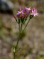 Lesser Centaury - Centaurium pulchellum (Sw.) Druce