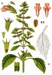 Filziges Herzgespann - Chaiturus marrubiastrum (L.) Ehrh. ex Rchb. 
