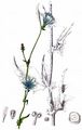 Chicory - Cichorium intybus L.