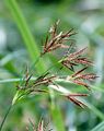 Galingale - Cyperus longus L.