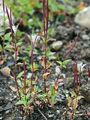 Gauchheilblättriges Weidenröschen - Epilobium anagallidifolium Lam.