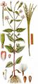 Berg-Weidenröschen - Epilobium montanum L.